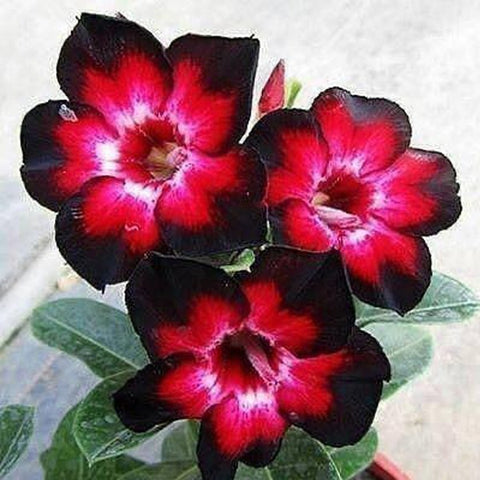 Black Swan Adenium Plant, Desert Rose AD15 - Mini's Lifestyle Store- Buy Seeds in India