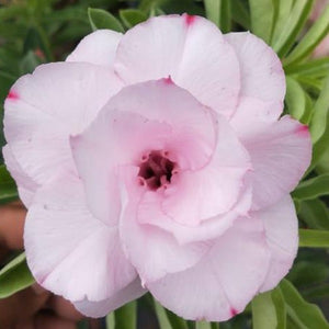 Shocking Pink Adenium Plant, Desert Rose AD16 - Mini's Lifestyle Store- Buy Seeds in India