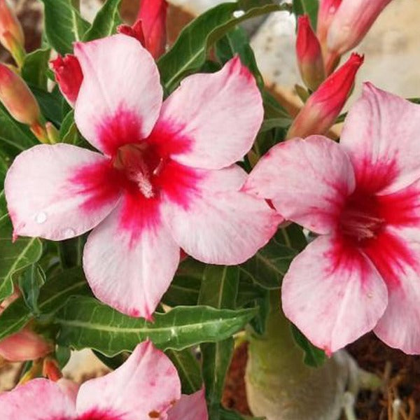 Bright Gem Adenium Plant, Desert Rose AD17 - Mini's Lifestyle Store- Buy Seeds in India