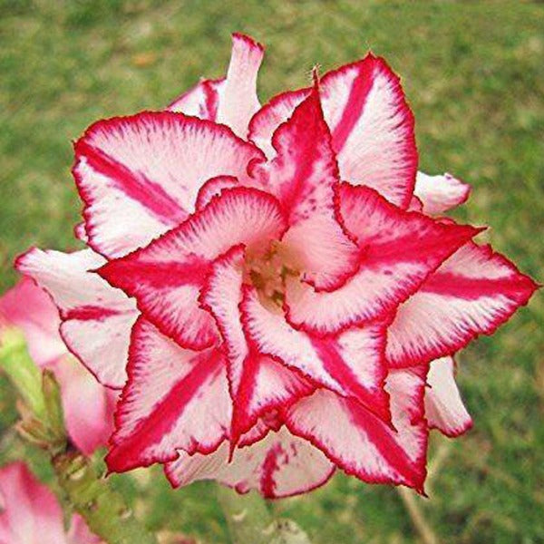Desert Hedra Adenium Plant, Desert Rose AD18 - Mini's Lifestyle Store- Buy Seeds in India