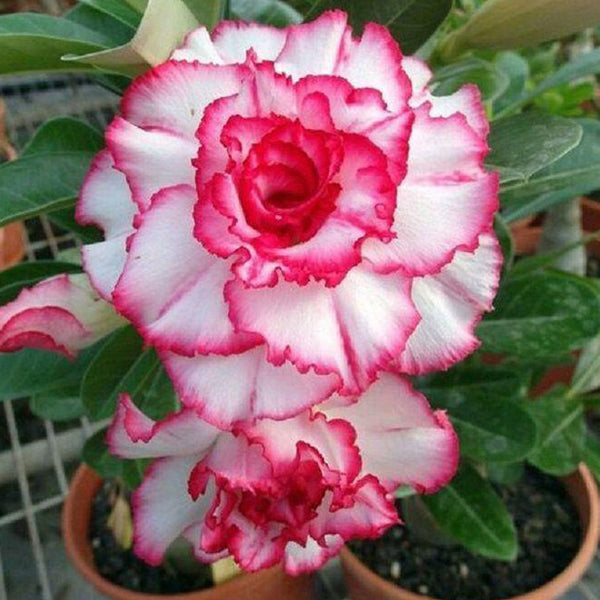 Hermosa Adenium Plant, Desert Rose AD20 - Mini's Lifestyle Store- Buy Seeds in India