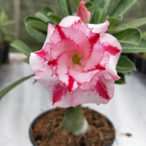 Song of India Adenium Plant, Desert Rose AD21 - Mini's Lifestyle Store- Buy Seeds in India