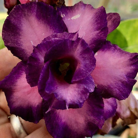 Sabi Star Adenium Plant, Desert Rose AD22 - Mini's Lifestyle Store- Buy Seeds in India