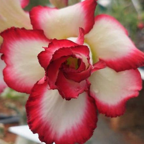 Moonshine Adenium Plant, Desert Rose AD23 - Mini's Lifestyle Store- Buy Seeds in India