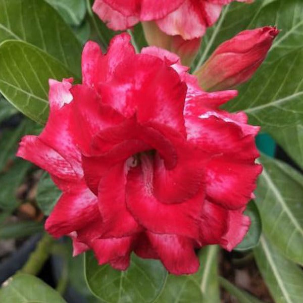 Siam Pink Camellia Adenium Plant, Desert Rose AD24 - Mini's Lifestyle Store- Buy Seeds in India
