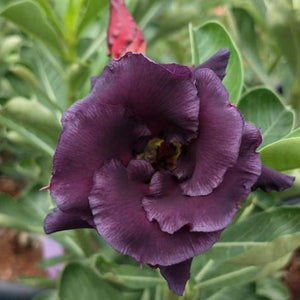 Purple Falcon Adenium Plant, Desert Rose AD26 - Mini's Lifestyle Store- Buy Seeds in India