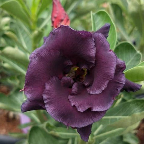 Desert Oxalis Adenium Plant, Desert Rose AD25 - Mini's Lifestyle Store- Buy Seeds in India