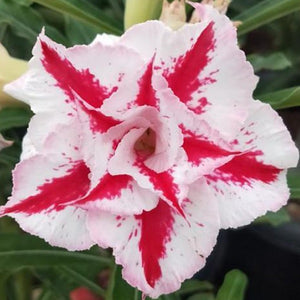 Desert Christmas Adenium Plant, Desert Rose AD28 - Mini's Lifestyle Store- Buy Seeds in India
