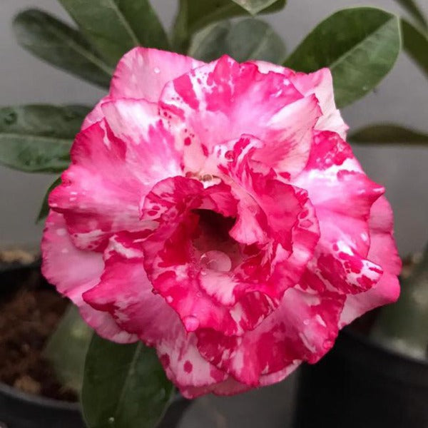 Majastic Pharaoh Adenium Plant, Desert Rose AD29 - Mini's Lifestyle Store- Buy Seeds in India