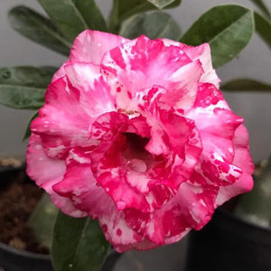 Majastic Pharaoh Adenium Plant, Desert Rose AD29 - Mini's Lifestyle Store- Buy Seeds in India