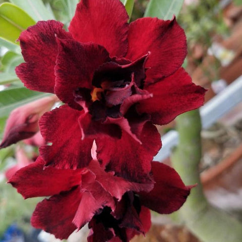 Black Bird Adenium Plant, Desert Rose AD30 - Mini's Lifestyle Store- Buy Seeds in India