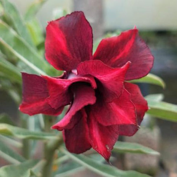 Indigo Dream Adenium Plant, Desert Rose AD31 - Mini's Lifestyle Store- Buy Seeds in India