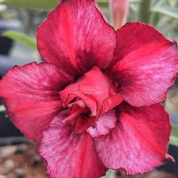 Desert Scarlet Adenium Plant, Desert Rose AD32 - Mini's Lifestyle Store- Buy Seeds in India