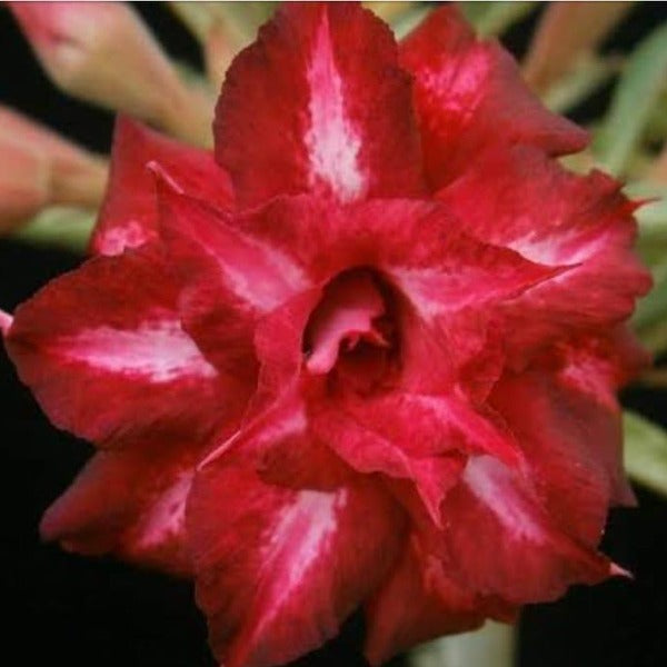 Luscious Lips Adenium Plant, Desert Rose AD33 - Mini's Lifestyle Store- Buy Seeds in India
