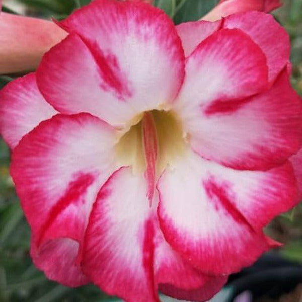 Cactus Jungle Adenium Plant, Desert Rose AD35 - Mini's Lifestyle Store- Buy Seeds in India