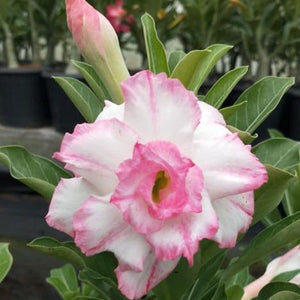 Florance Adenium Plant, Desert Rose AD36 - Mini's Lifestyle Store- Buy Seeds in India