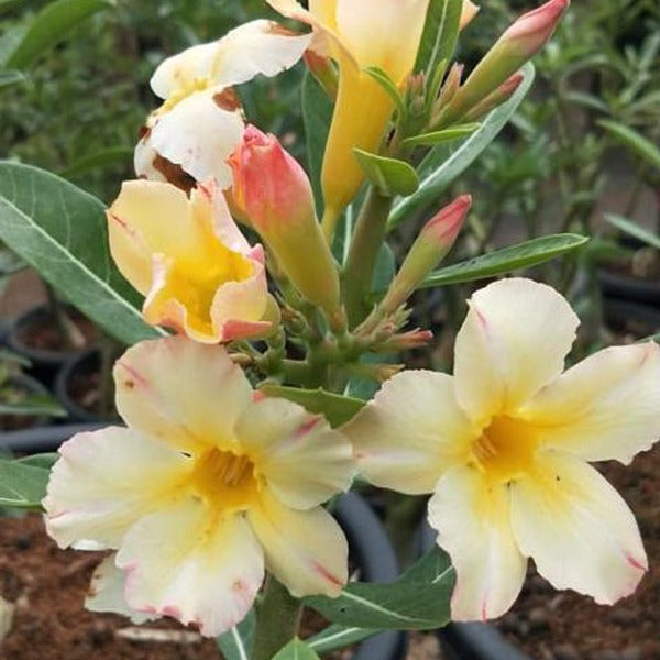 Silk of Yellow Adenium Plant, Desert Rose AD37 - Mini's Lifestyle Store- Buy Seeds in India