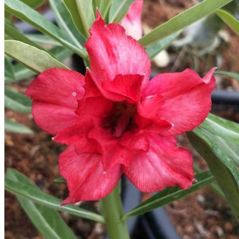 Pontian Adenium Plant, Desert Rose AD38 - Mini's Lifestyle Store- Buy Seeds in India