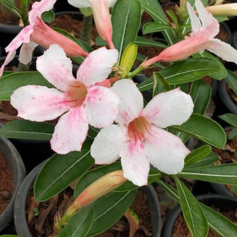 Chameleone Adenium Plant, Desert Rose AD40 - Mini's Lifestyle Store- Buy Seeds in India