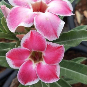Abena Plant Adenium Plant, Desert Rose AD42 - Mini's Lifestyle Store- Buy Seeds in India
