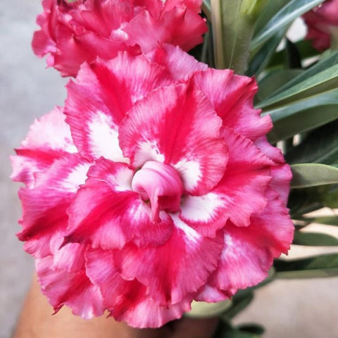 Kuwaldee Pink Adenium Plant, Desert Rose AD43 - Mini's Lifestyle Store- Buy Seeds in India