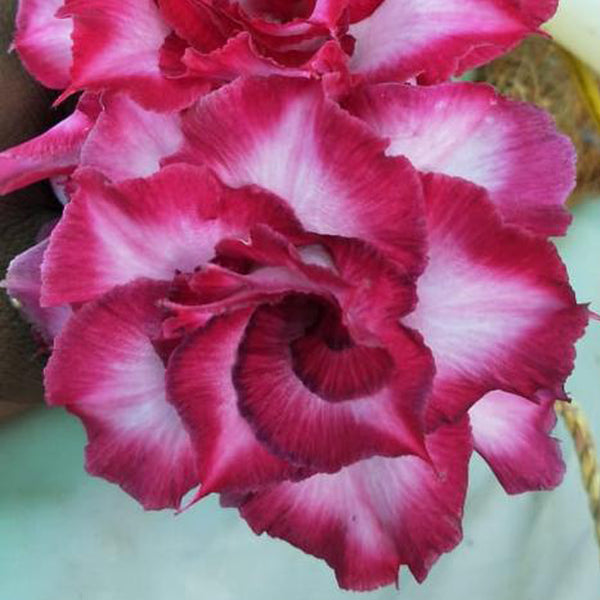 Star Light Adenium Plant, Desert Rose AD44 - Mini's Lifestyle Store- Buy Seeds in India