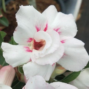 Grape Smoothie Adenium Plant, Desert Rose AD45 - Mini's Lifestyle Store- Buy Seeds in India