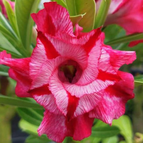 Taiwan Adenium Adenium Plant, Desert Rose AD46 - Mini's Lifestyle Store- Buy Seeds in India