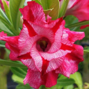 Taiwan Adenium Adenium Plant, Desert Rose AD46 - Mini's Lifestyle Store- Buy Seeds in India