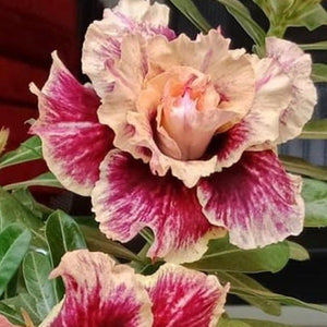 Blushing Floret Adenium Plant, Desert Rose AD47 - Mini's Lifestyle Store- Buy Seeds in India