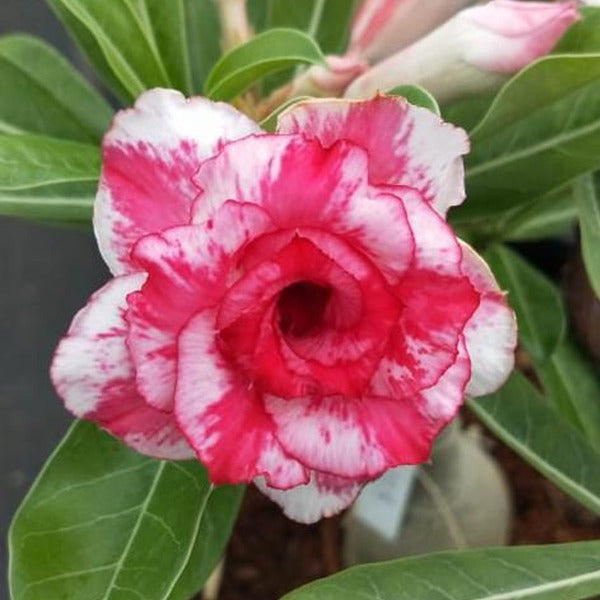 Royal Paradise Adenium Plant, Desert Rose AD48 - Mini's Lifestyle Store- Buy Seeds in India