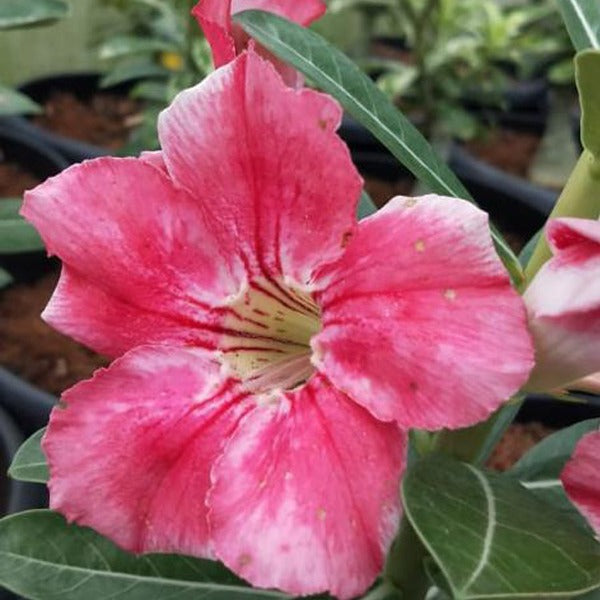Ortal Adenium Adenium Adenium Plant, Desert Rose AD49 - Mini's Lifestyle Store- Buy Seeds in India