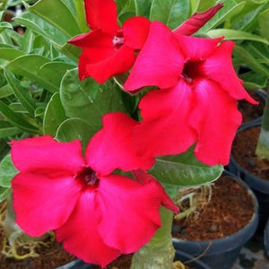 Oceander Plumeria Red Adenium Plant, Desert Rose AD51 - Mini's Lifestyle Store- Buy Seeds in India