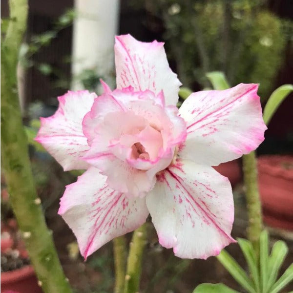 Gypsophila Adenium Plant, Desert Rose AD52 - Mini's Lifestyle Store- Buy Seeds in India