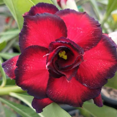 Carnival Adenium Plant, Desert Rose AD55 - Mini's Lifestyle Store- Buy Seeds in India