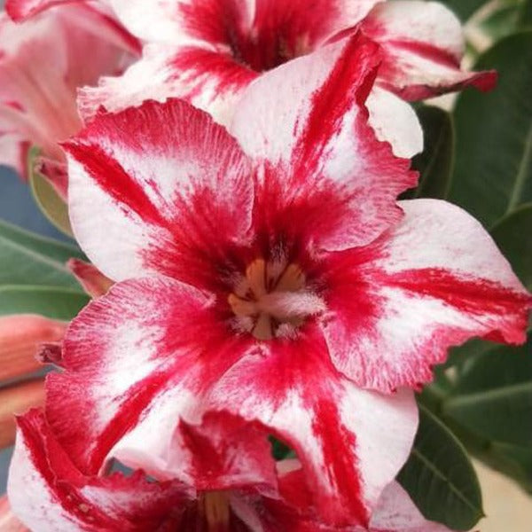 Coffee Red Adenium Plant, Desert Rose AD56 - Mini's Lifestyle Store- Buy Seeds in India