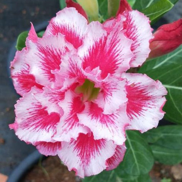 Generic Rare Adenium Plant, Desert Rose AD57 - Mini's Lifestyle Store- Buy Seeds in India