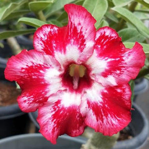 Red Head Adenium Plant, Desert Rose AD58 - Mini's Lifestyle Store- Buy Seeds in India