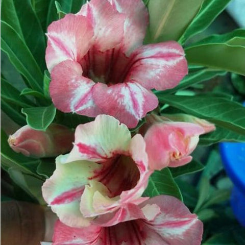 Chocolate Ice Adenium Plant, Desert Rose AD59 - Mini's Lifestyle Store- Buy Seeds in India