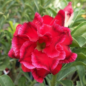 Valentine Rose Adenium Plant, Desert Rose AD39 - Mini's Lifestyle Store- Buy Seeds in India