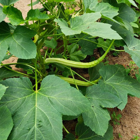 Ana Komban Venda | Ladies Finger Seeds | Okra - Mini's Lifestyle Store- Buy Seeds in India