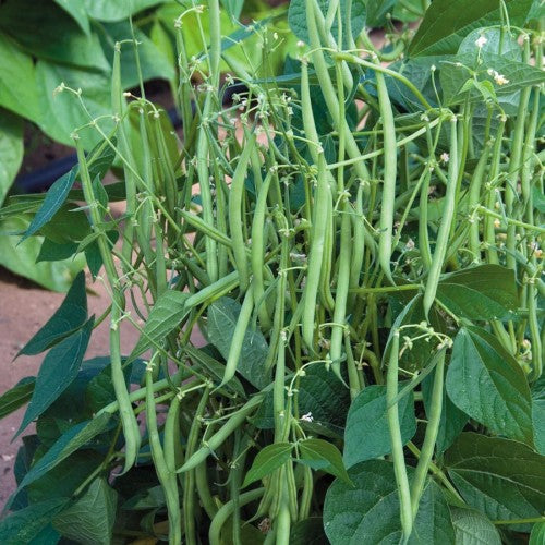 Bush Beans Seeds | Kutti Beans - Mini's Lifestyle Store- Buy Seeds in India