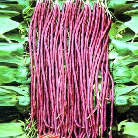 Violet Thada Payar Seeds | Beans