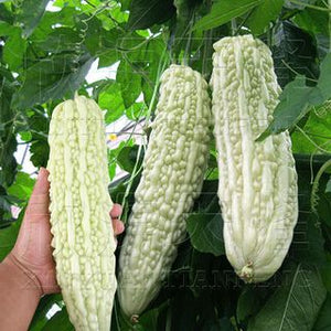 White Long Paval Seeds (Monalisa) | Bitter Gourd Seeds - Mini's Lifestyle Store- Buy Seeds in India