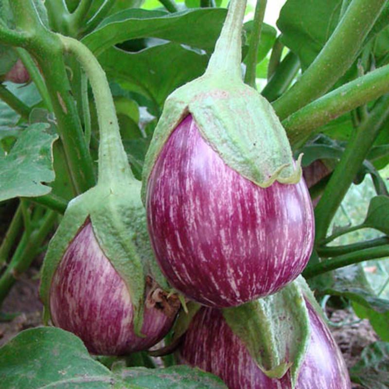 Violet Vazhuthana Seeds | Kathirikkai | Brinjal - Mini's Lifestyle Store- Buy Seeds in India