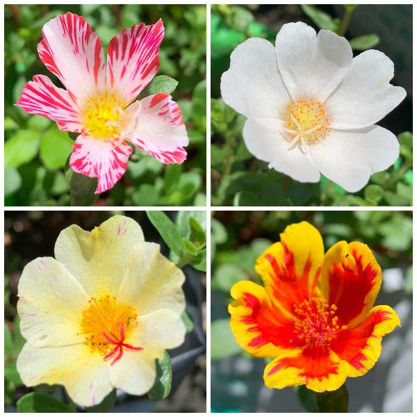Pathumani 4 Types Cuttings ( Pursalane ) Portulaca P07 - Mini's Lifestyle Store- Buy Seeds in India