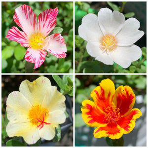 Pathumani 4 Types Cuttings ( Pursalane ) Portulaca P07 - Mini's Lifestyle Store- Buy Seeds in India