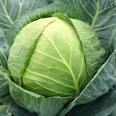 Winter Season Veggies