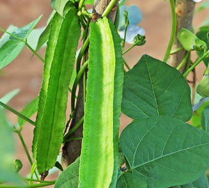 Chathurapayar Seeds | Winged Beans - Mini's Lifestyle Store- Buy Seeds in India