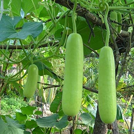 Churaka Seeds | Bottle Gourd Seeds - Mini's Lifestyle Store- Buy Seeds in India